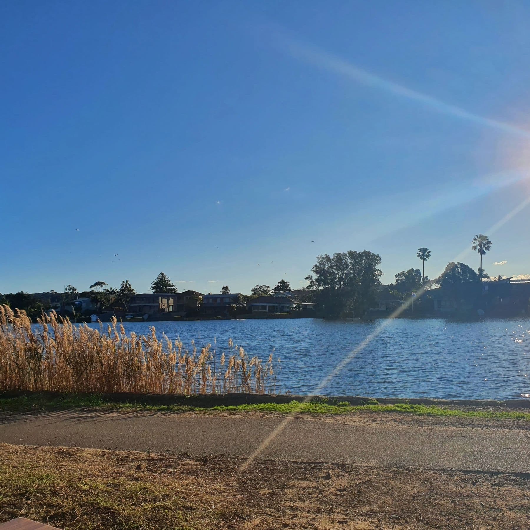 Sunny day by a lake with clear blue sky and tall grass along the shore.