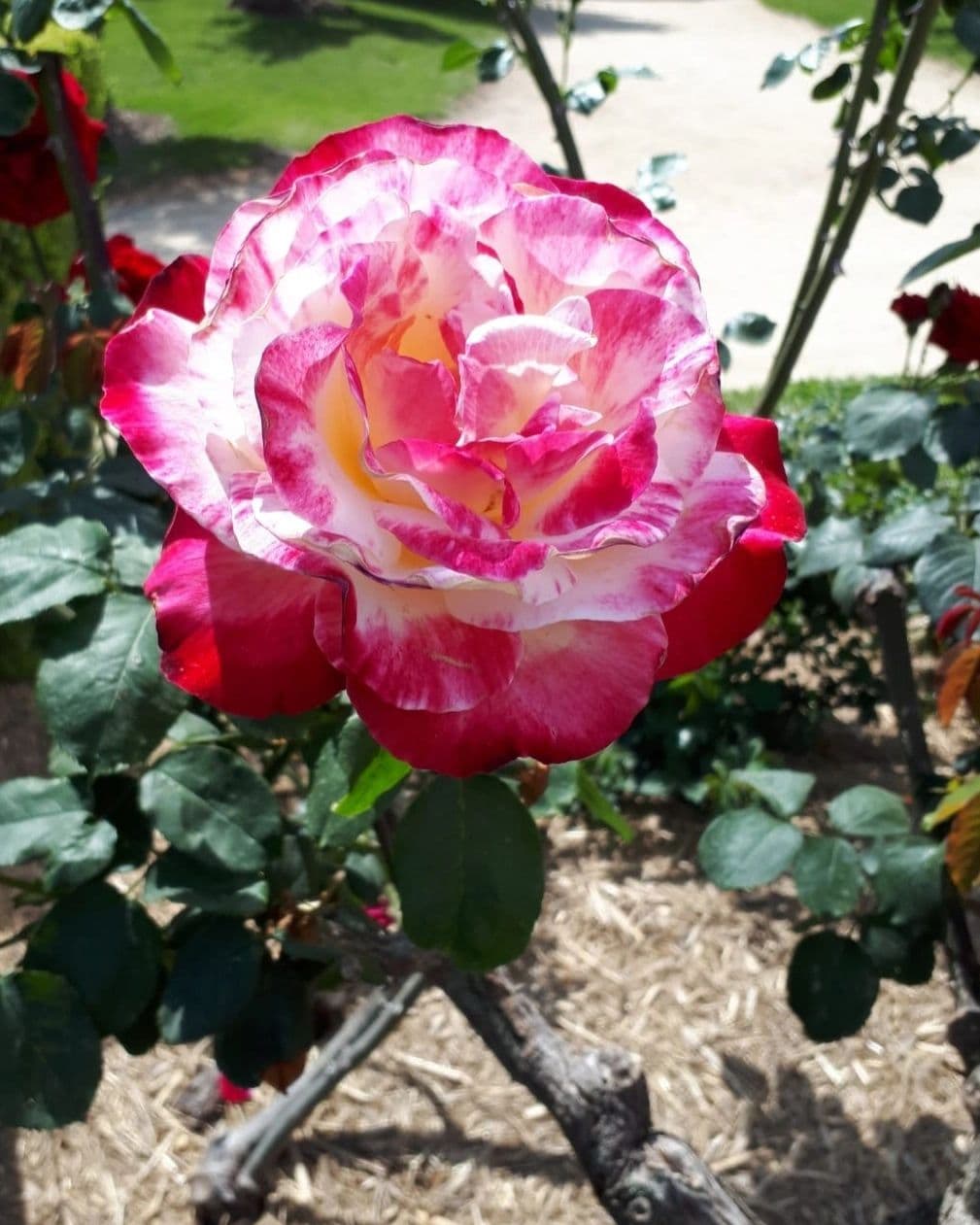 A vibrant pink and white rose in full bloom on a sunny day.