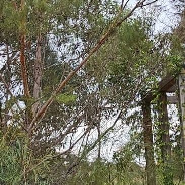 Entry to Nyarruwan - Far Away trail surrounded by greenery.